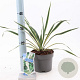 Yucca filamentosa 'Bright Edge' 20-30 cm 2,0L
