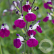 Salvia gr. 'Amethyst Lips' GM P9