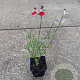 Salvia micr. 'Hot Lips' GM P9
