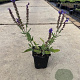 Salvia nem. 'Blauhügel' GM P9