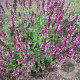 Salvia nem. 'Pink Friesland' GM P9