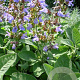 Salvia off. 'Berggarten' GM P9