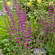 Salvia 'Royal Crimson Distinction' GM P9