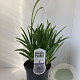 Agapanthus 'Dr Brouwer' 25-30 cm 3,0L
