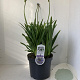 Agapanthus 'Dr Brouwer' 30-35 cm 7,5L