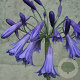 Agapanthus 'Purple Cloud' GM P9