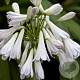 Agapanthus 'Silver Lining' GM P9