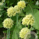 Allium obliquum GM P9