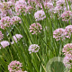Allium 'Summer Beauty' GM P9