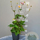 Anemone h. 'September Charm' GM 2,0L