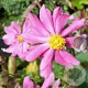 Anemone hyb. 'Rotkäppchen' GM P9