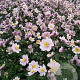 Anemone hyb. 'Serenade' GM P9