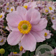 Anemone hyb. 'Serenade' GM P9
