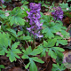 Corydalis solida 'Beth Evans' GM P9