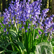 Hyacinthoides hispanica 'Excelsior' GM P9