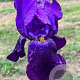 Iris (G) 'Bishop's Robe' GM P9
