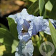 Iris (P) 'Blue Denim' GM P9