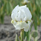 Iris (P) 'Dream Stuff' GM P9