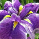 Iris e. 'Crystal Halo' GM P9