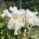 Iris (G) 'Glowing Seraphin' GM P9