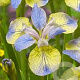 Iris sib. 'Tipped in Blue' GM P9