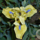 Iris 'Stockholm' GM P9