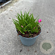 Rhodohypoxis milloides 'Paula' 10-15 cm P13
