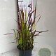 Imperata cylindrica 'Red Baron' GM 2,0L