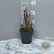 Imperata cylindrica 'Red Baron' GM 2,0L