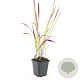 Imperata cylindrica 'Red Baron' GM P9