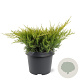 Juniperus pfitzeriana 'Gold Coast' 25-30 cm 3,5L