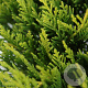 Juniperus pfitzeriana 'Gold Coast' 25-30 cm 3,5L