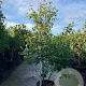 Cornus kousa chinensis 200-225 cm cont. 90L meerstammig