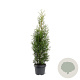 Thuja occidentalis 'King of Brabant' 60-80 cm 3,0L
