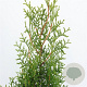 Thuja occidentalis 'King of Brabant' 60-80 cm 3,0L