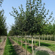 Acer campestre 8-10 HO draadkluit