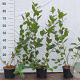 Aronia melanocarpa 60-80 cm 2,0L