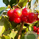 Cornus mas 'Podolski' 250-300 cm draadkluit struik