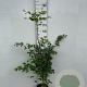 Fagus sylvatica 125-150 cm 5,0L