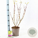 Forsythia int. 'Spectabilis' 30-40 cm 2,0L