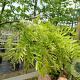 Gleditsia triac. 'Skyline' 8-10 HO draadkluit