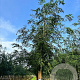 Gleditsia triac. 'Skyline' 8-10 HO draadkluit