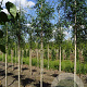 Gleditsia triac. 'Skyline' 8-10 HO draadkluit