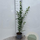 Ligustrum ovalifolium 40-60 cm 2,0L