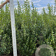 Ligustrum ovalifolium 175-200 cm met kluit