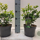 Osmanthus heter. 'Goshiki' 15-20 cm 2,0L