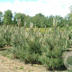 Pinus nigra nigra 200-250 cm draadkluit solitair