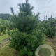 Pinus sylvestris 200-250 cm draadkluit solitair