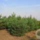 Pinus sylvestris 250-300 cm draadkluit solitair