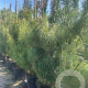 Pinus wallichiana 300-350 cm draadkluit solitair